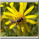 Lasioglossum cf calceatum - Furchenbiene m01.jpg